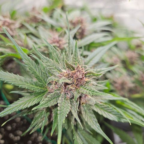 Runtz aka Rudi growlog timeline photo
