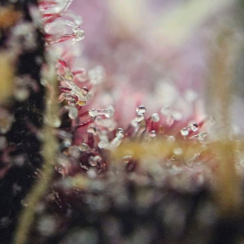 Runtz aka Rudi growlog timeline photo