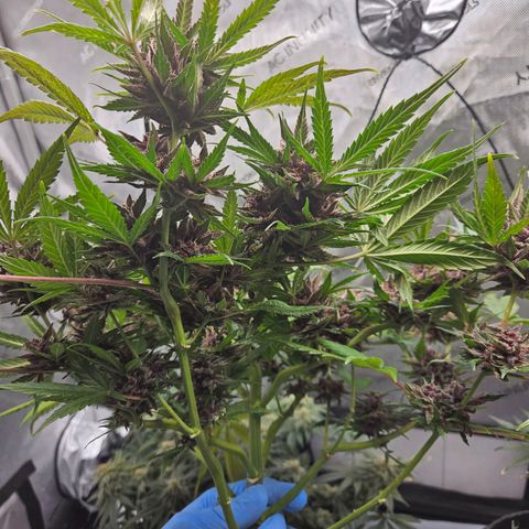 Runtz aka Rudi growlog timeline photo