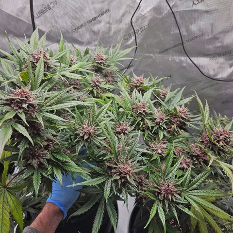 Runtz aka Rudi growlog timeline photo
