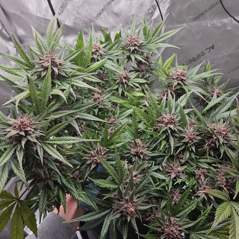 Runtz aka Rudi growlog timeline photo