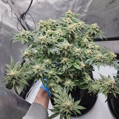 Gorilla Glue aka Goliath growlog timeline photo