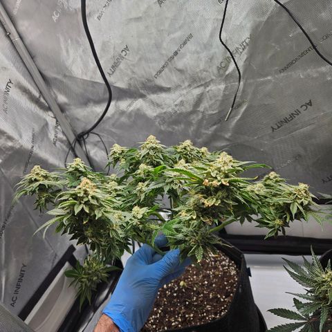 Gorilla Glue aka Goliath growlog timeline photo