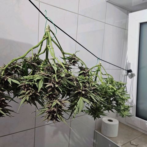 Gorilla Glue aka Goliath growlog timeline photo