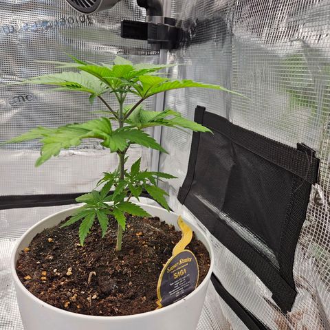 Saga growlog timeline photo