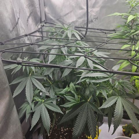PPP growlog timeline photo