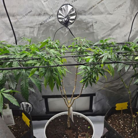 Saga growlog timeline photo