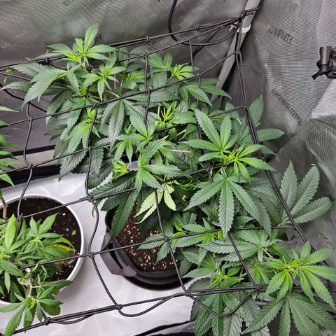 PPP growlog timeline photo