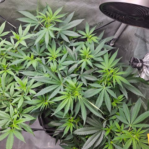 PPP growlog timeline photo