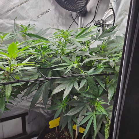 PPP growlog timeline photo