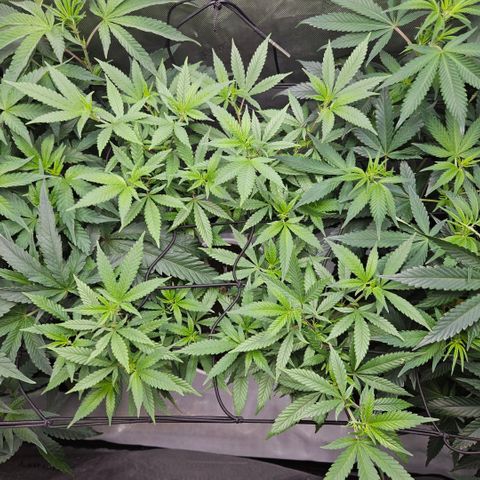 Saga growlog timeline photo