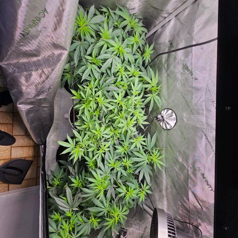 PPP growlog timeline photo