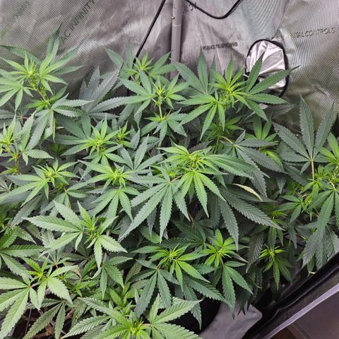 PPP growlog timeline photo