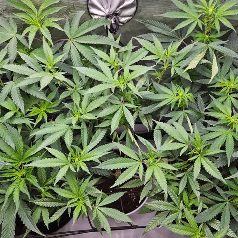 Saga growlog timeline photo