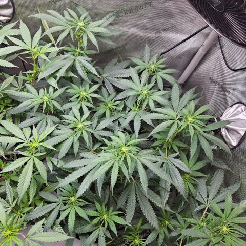 PPP growlog timeline photo