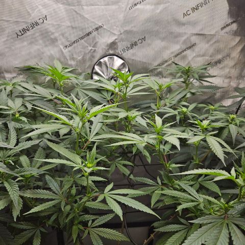 Saga growlog timeline photo