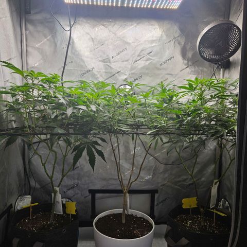 PPP growlog timeline photo