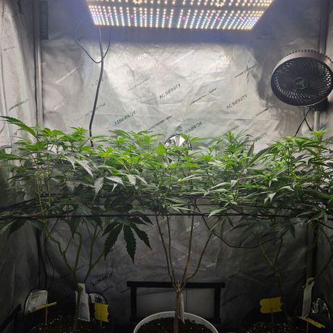 Saga growlog timeline photo