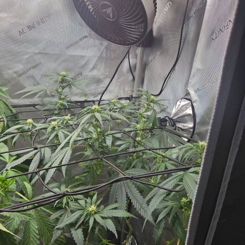 PPP growlog timeline photo