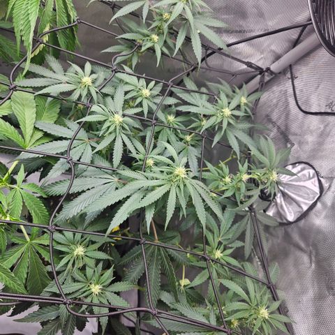 PPP growlog timeline photo