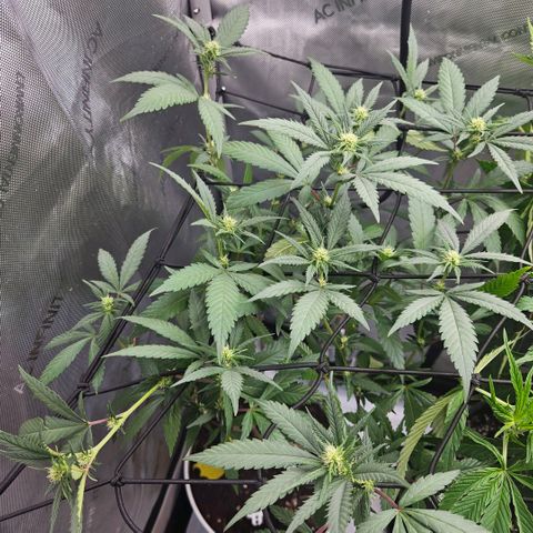 Saga growlog timeline photo
