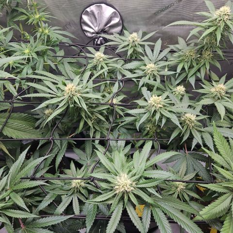 PPP growlog timeline photo