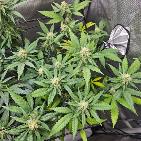 Saga growlog timeline photo