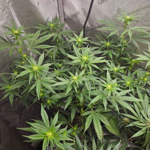 RS11 x Hollywood  growlog timeline photo