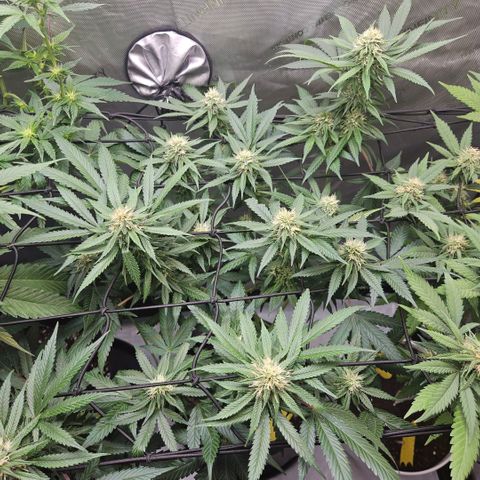 PPP growlog timeline photo