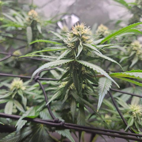 PPP growlog timeline photo