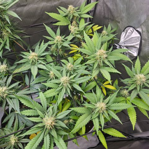 Saga growlog timeline photo