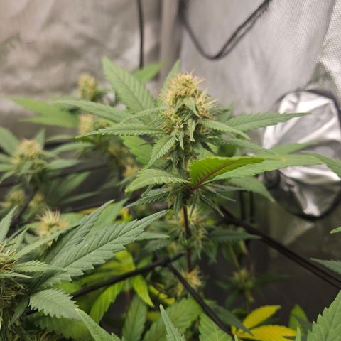 Saga growlog timeline photo