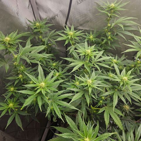 RS11 x Hollywood  growlog timeline photo