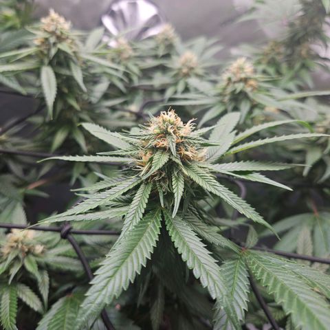 PPP growlog timeline photo
