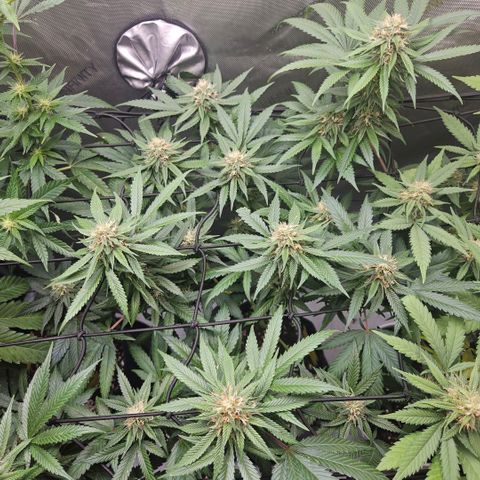 PPP growlog timeline photo