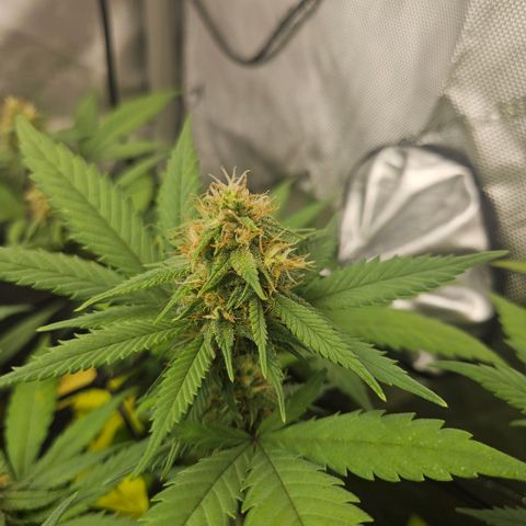 Saga growlog timeline photo