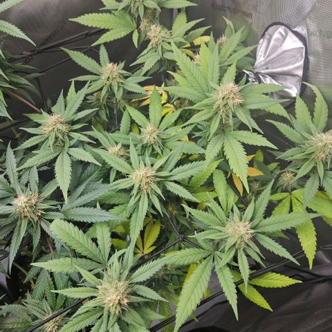Saga growlog timeline photo