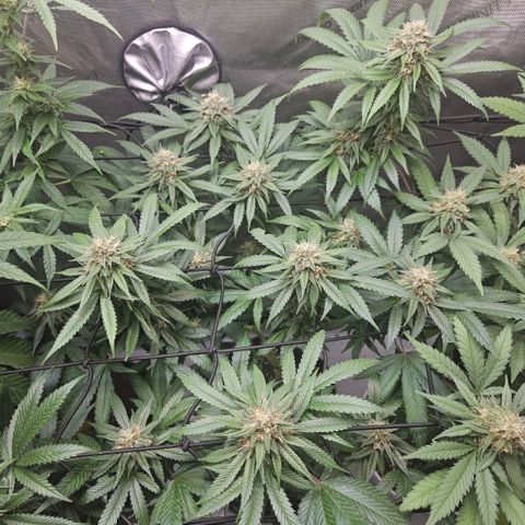 PPP growlog timeline photo