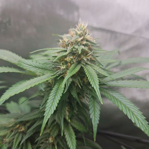 PPP growlog timeline photo