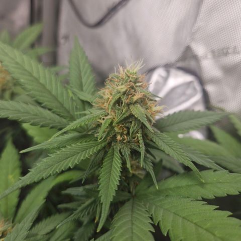 Saga growlog timeline photo