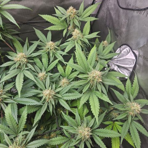 Saga growlog timeline photo