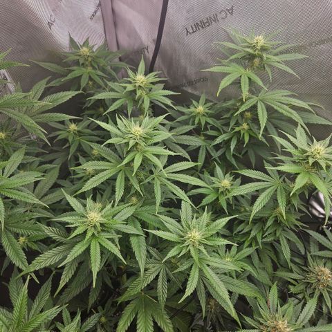 RS11 x Hollywood  growlog timeline photo