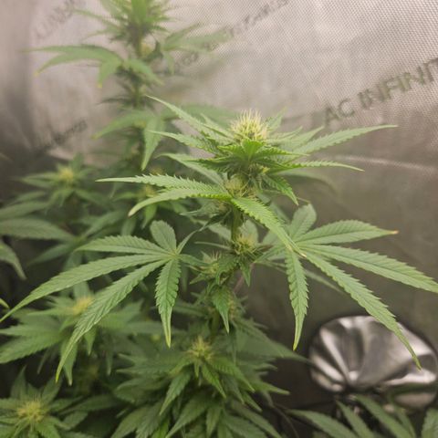 RS11 x Hollywood  growlog timeline photo
