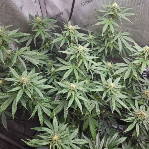 RS11 x Hollywood  growlog timeline photo