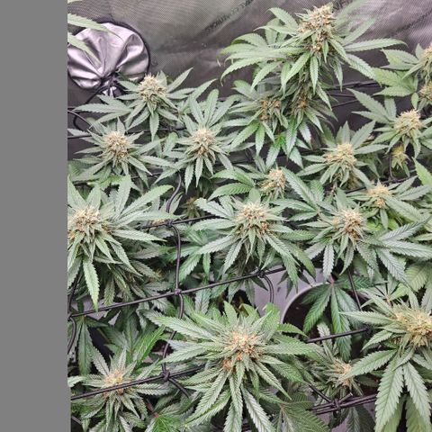 PPP growlog timeline photo