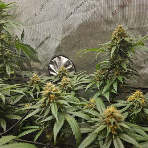 PPP growlog timeline photo
