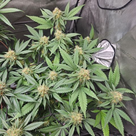 Saga growlog timeline photo