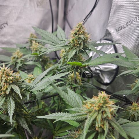 Saga growlog timeline photo