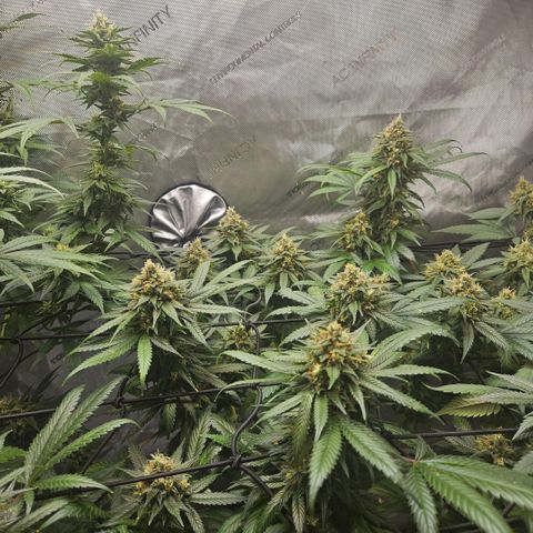 PPP growlog timeline photo