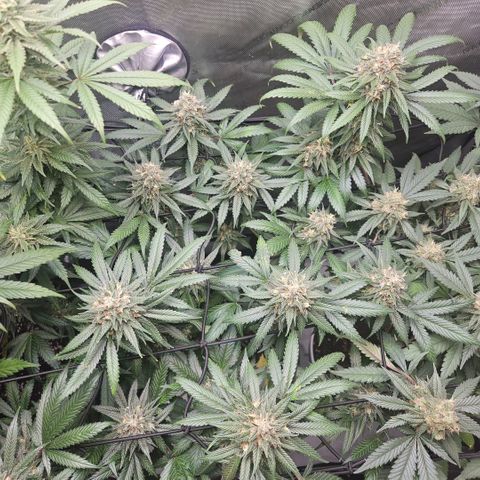 PPP growlog timeline photo